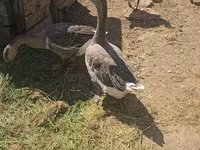 Geese — Foto 2