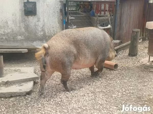 Scrofa, Мангалица