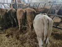 암소, Simmental cattle — 사진 1