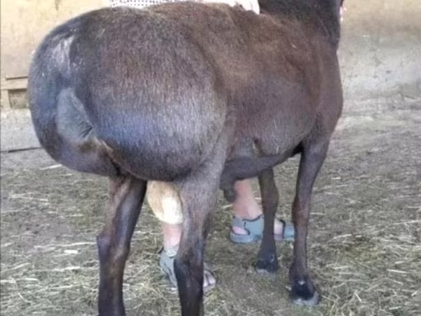 የጎትት አውራ በግ, Sheep