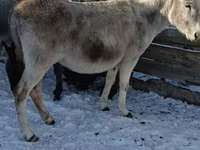 مادیان, اسب — عکس 1