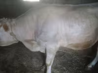 Byk, Czerwonobiałe bydło — zdjęcie 1