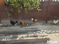 Chickens — foto 1