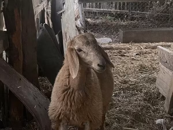 Ram, Sheep — Kyrgyzstan