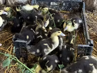 Ducks — รูปภาพ 1
