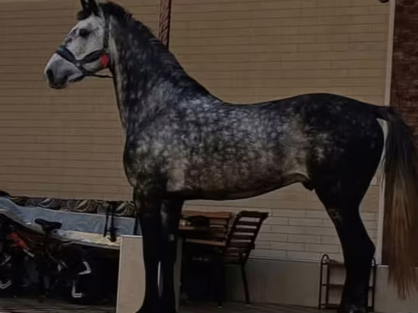 Horse (M), Horses — Uzbekistan
