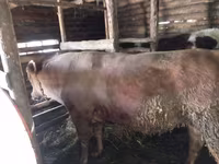วัวตัวผู้, Simmental cattle — รูปภาพ 1