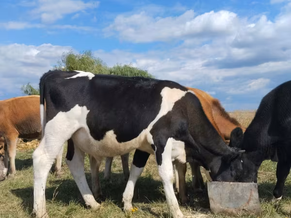 Ταύρος, Russian Black pied cattle