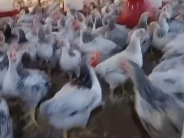 Chickens