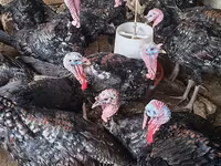 Turkeys — الصورة 1
