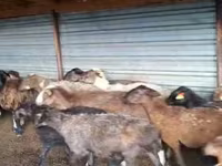 Bagge, Adal sheep — foto 1