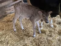 Ko, Holstein-race — foto 3