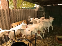 Koza, Saanen goat — foto 6