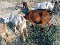 Capra, Capre — foto 4