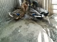 Ducks — 照片 5