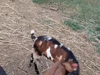 Buk, Nubian Goat — foto 2