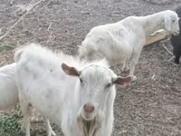 Koza, Alpine goat — foto 2