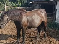 Hingst, Hungarian horse breed — foto 4