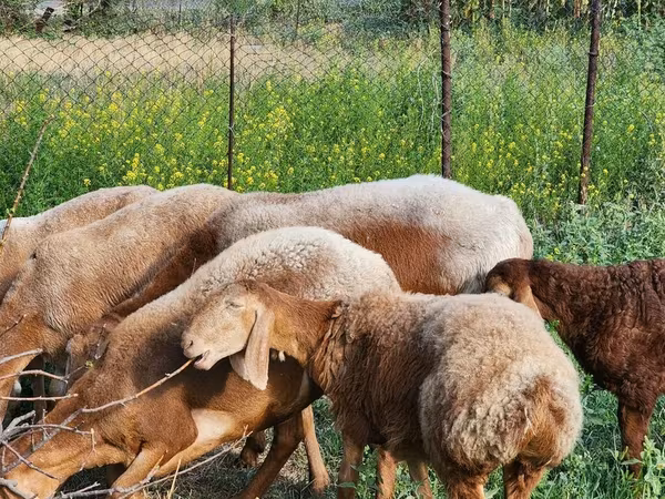 Får, Rhon sheep