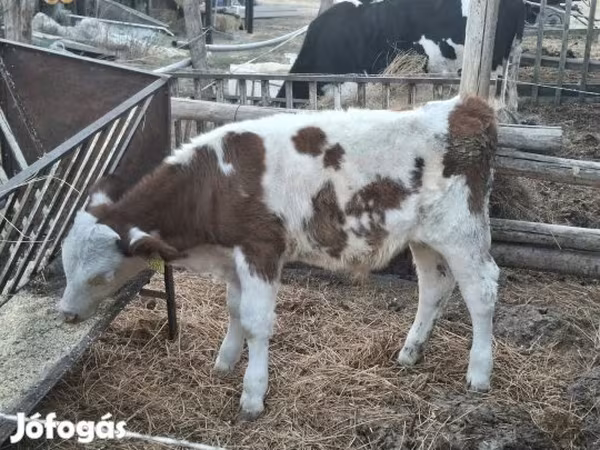 Ցուլ, Simmental cattle