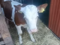 Dibi, Simmental cattle — sawirka 7