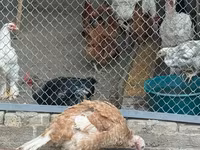 Chickens — fotografija 4