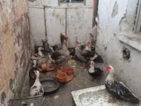 Geese — Foto 2