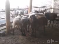 公羊, Arabi sheep — 照片 4