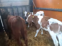 Lembu jantan, Simmental cattle — foto 2