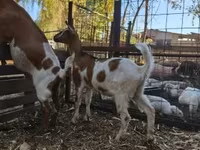 بز ماده, Nubian Goat — عکس 3