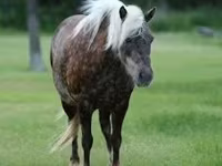 公马, Horses — 照片 4
