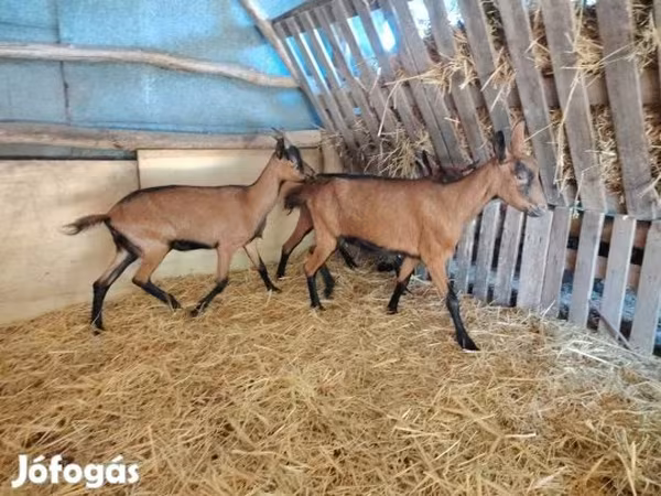 Goat, Alpine goat