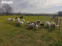 แกะตัวผู้, Dorper sheep — รูปภาพ 1