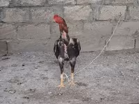 Koń, Konie — zdjęcie 1