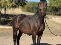 Kuda jantan, Horses — foto 2