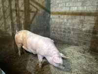 Babi betina, Крупная белая — foto 3