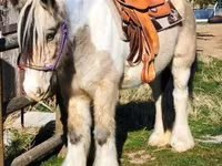 Kuda betina, Gypsy horse — foto 6