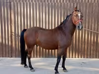 Hingst, Lipizzaner — foto 2