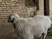 گوسفند (گروه، جنسیت مشخص نشده), گوسفند — عکس 4