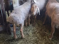 Baran, Arashan sheep — zdjęcie 5