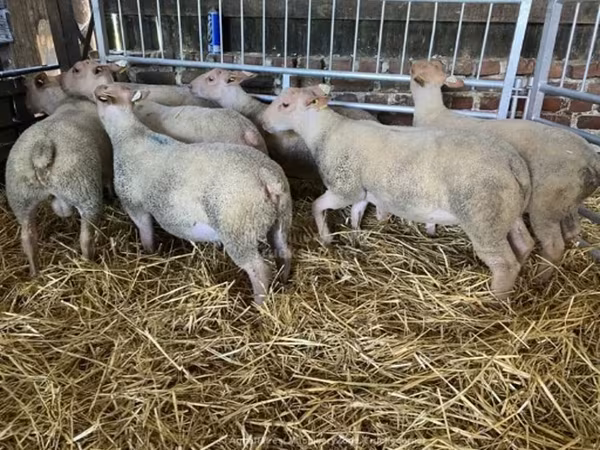 Sheep, Charollais sheep