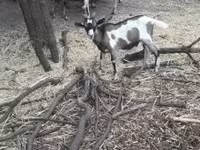 Kozel, Nubian Goat — foto 4
