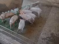 돼지(암수 미지정, 묶음), 돼지 — 사진 2