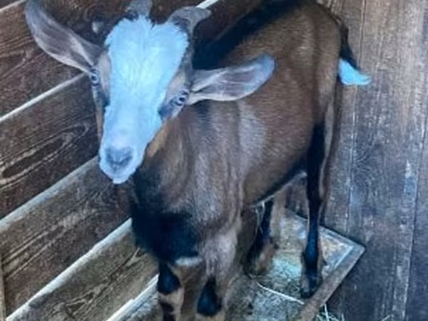 Kambing jantan, Goats