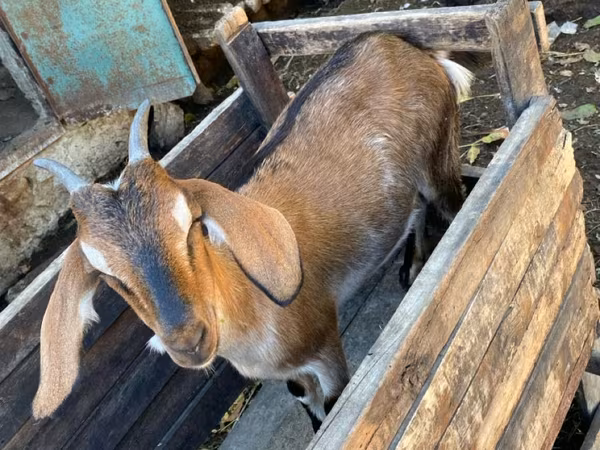 عنزة, Nubian Goat