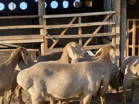 Owca, Arashan sheep — zdjęcie 1