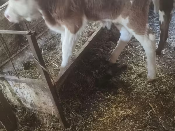 Cow, Cattle — Kyrgyzstan
