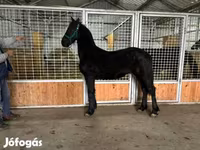 Hengst, Friesian — Foto 7