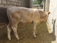 Говбуз, Swiss cattle — акс 6