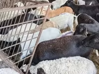Biri-biri betina, Sheep — foto 3